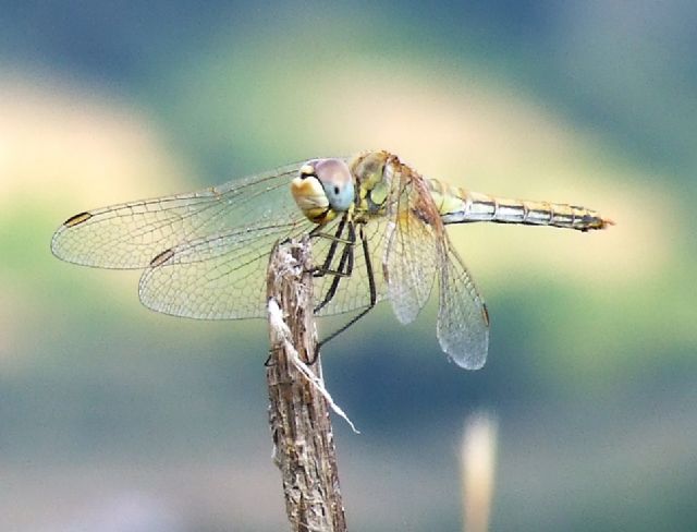 Sympetrum fonscolombii